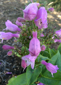 Penstemon digitalis 'Pink Dawn'
